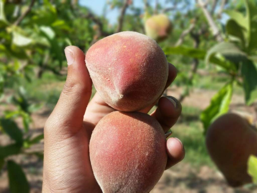 apricot frepasco