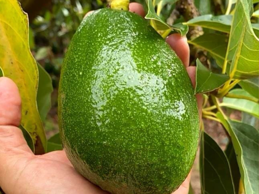 avocado frepascoo