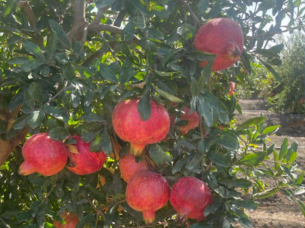 pomegranate frepasco