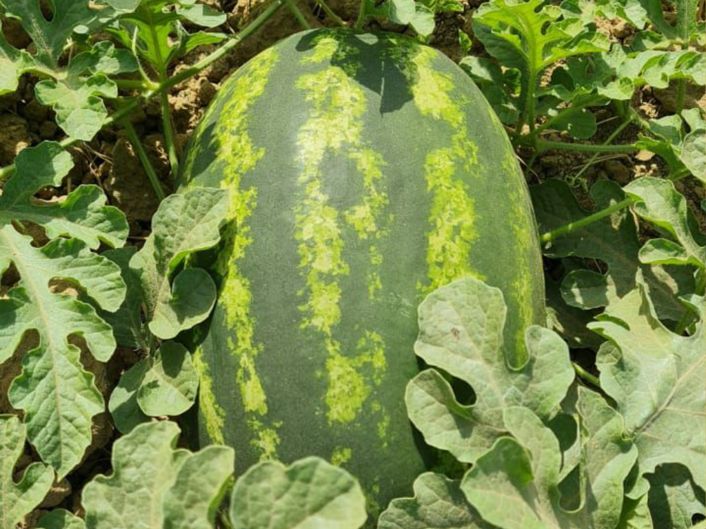 watermeloon frepasco